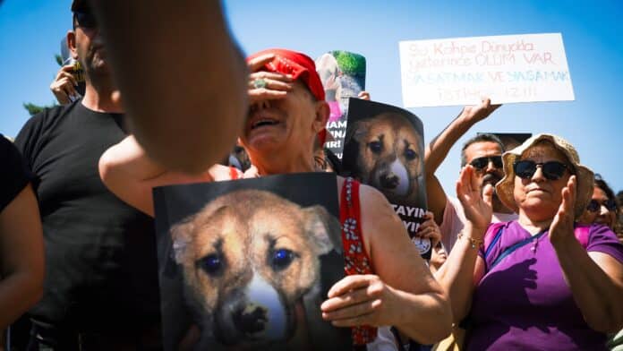 animal-tests-continue-despite-trumps-funding-cuts_4a844df0-6022-4e0e-b07f-fec2d82279b5