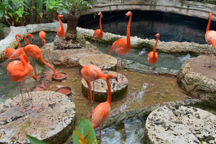 new-bird-flu-variant-threatens-human-spread-worldwide_6f6a68e3-d605-4d58-92f2-c9cb29e9f367